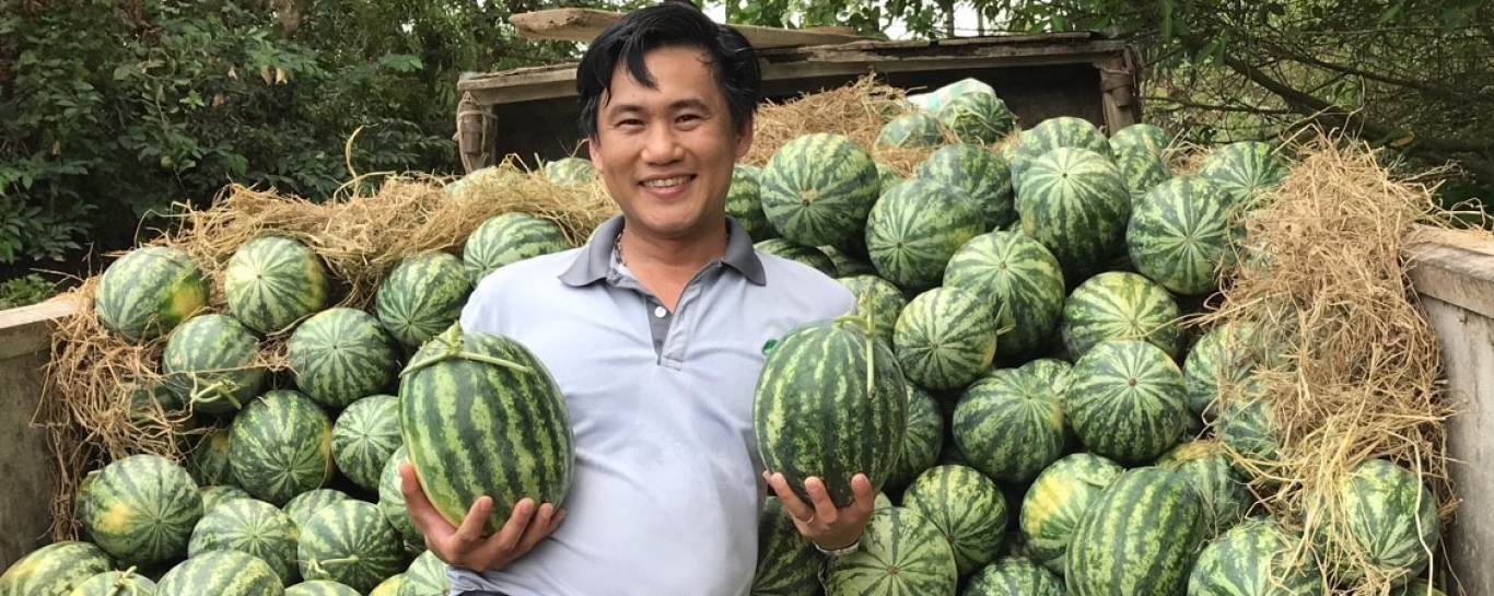 Dưa Hấu Agri USA 666 Dưa Mỹ trọng lượng 3-6kg.  Chất lượng ăn ngon. Ruột đỏ trái cứng chắc, vận chuyển xa tốt. Đậu trái tốt trong mùa mưa, trái đồng đều cân đối, mẫu trái rất đẹp.