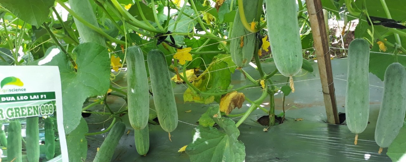Dưa Leo SUPER GREEN 999 - Dạng trái dài 18 – 20cm, trái có màu xanh đậm, có nhiều phấn; chất lượng trái ăn ngon, giòn và ngọt; Trái rộ sớm, trồng mật độ cao cho năng suất cao