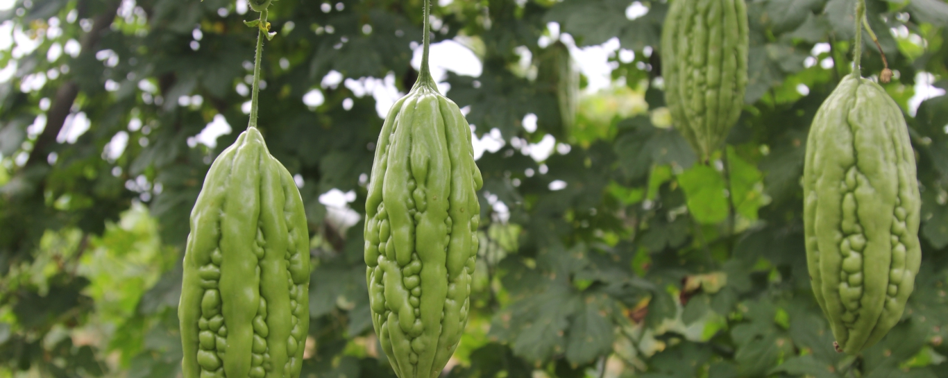 Khổ Qua Lai F1 AGRIONE 666 Trái xanh bóng, gai nở bóng đẹp, cơm dày. Kích thước trái 12-15cm. Hạn chế nứt trái mùa mưa