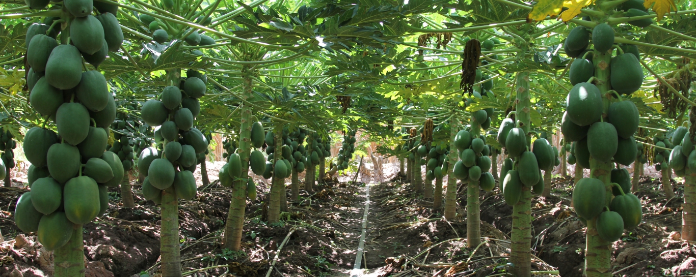 Đu Đủ Ruột Vàng PAPAYA SARI 666 Cây sinh trưởng khỏe, chống chịu tốt với bệnh virus đốm vòng do rệp (Aphis gossipii, Aphis crasivora, Myzus persicae).  Thịt trái dày, có màu vàng cam, chắc và ngọt (khoảng 13 độ Brix)