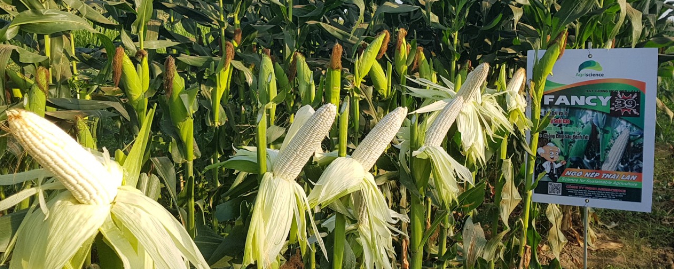 Giống Ngô Nếp Thailand - Fancy 39 là giống Bắp được Bộ NNPTNN công nhận giống quốc gia từ tháng 12/2019 do công ty Agriscience nhập khẩu và độc quyền phân phối tại Vietnam