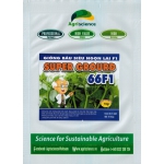 Bầu Siêu Ngọn Super Grourd 66F1