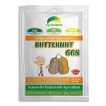 Bí hạt đậu BUTTERNUT 66S