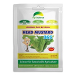 Cải Bẹ Dưa Head Mustard 365