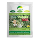Cải Bẹ Dún EARLY CABBAGE 666