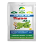 Đậu Rồng WING BEAN 666F1