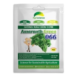Dền cơm Lá Tròn Amaranth Green 066
