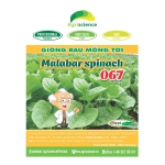 Rau Mồng Tơi Malabar Spinach 067