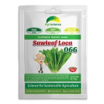 Ngò Gai SAWLEAF LOCAL 066