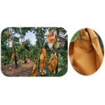 Túi Bao Trái - Agriscience Yellow Made in Taiwain