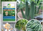 DƯA LEO CHỊU NHIỆT AGRI MEKONG 666