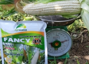 Ngô Nếp Thái Lan Fancy 39 - VTV2