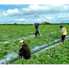 Thu hoạch dưa hấu mỹ Agri USA 666