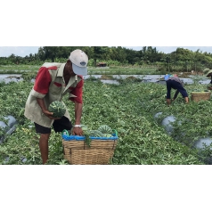 Thu hoạch dưa hấu mỹ Agri USA 666