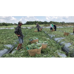 Thu hoạch dưa hấu mỹ Agri USA 666