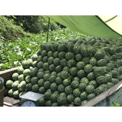 Thu hoạch dưa hấu mỹ Agri USA 666