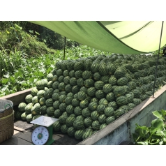 Thu hoạch dưa hấu mỹ Agri USA 666