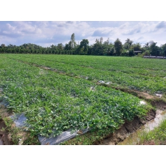 Thu hoạch dưa hấu mỹ Agri USA 666