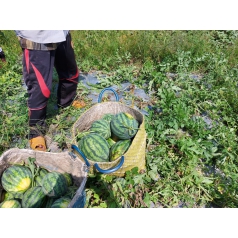 Thu hoạch dưa hấu mỹ Agri USA 666