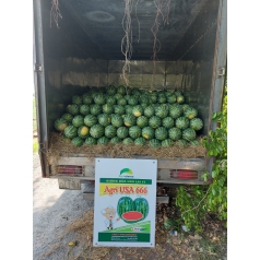 Thu hoạch dưa hấu mỹ Agri USA 666