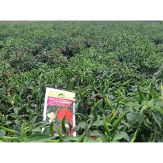 Hội thảo giống ớt chỉ thiên Agri Thai 666 