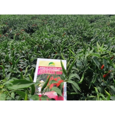 Hội thảo giống ớt chỉ thiên Agri Thai 666 