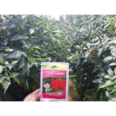 Hội thảo giống ớt chỉ thiên Agri Thai 666 