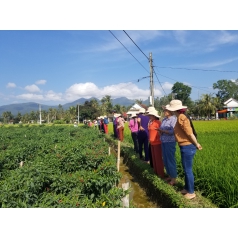 Hội thảo giống ớt chỉ thiên Agri Thai 666 