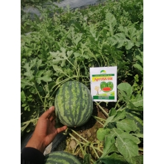 Thu hoạch dưa hấu mỹ Agri USA 666