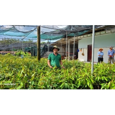 Hội nghị Quản lý chất lượng giống cây ăn quả Phía Nam 2023