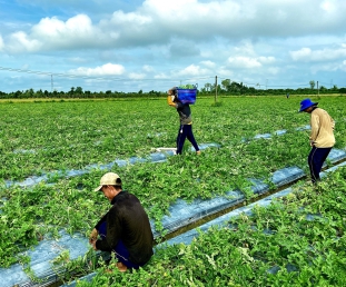 Thu hoạch dưa hấu mỹ Agri USA 666