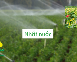 Vai trò của hạt giống, phân bón và kỹ thuật trồng trọt của người nông dân trong nông nghiệp