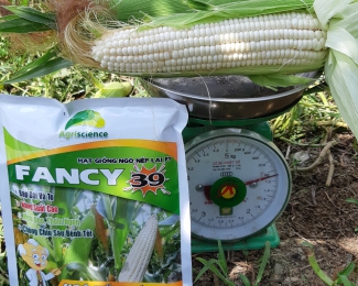 Giống Ngô Nếp Thailand - Fancy 39 là giống Bắp được Bộ NNPTNN công nhận giống quốc gia từ tháng 12/2019 do công ty Agriscience nhập khẩu và độc quyền phân phối tại Vietnam