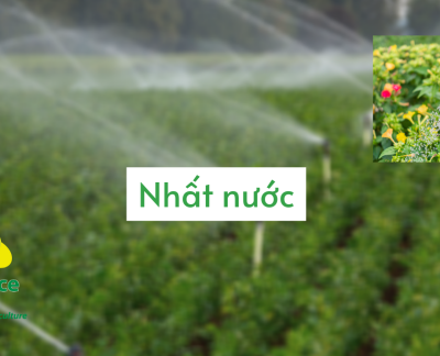 Vai trò của hạt giống, phân bón và kỹ thuật trồng trọt của người nông dân trong nông nghiệp