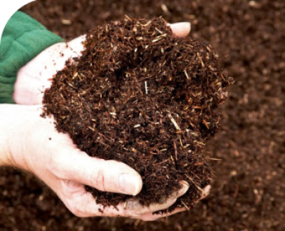 Kỹ Thuật Canh Tác Dưa Leo AGRI SUPER GREEN 999