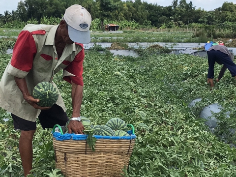 Thu hoạch dưa hấu mỹ Agri USA 666