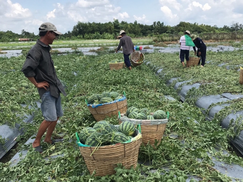 Thu hoạch dưa hấu mỹ Agri USA 666