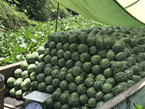 Thu hoạch dưa hấu mỹ Agri USA 666