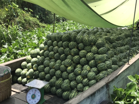 Thu hoạch dưa hấu mỹ Agri USA 666