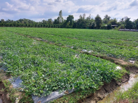 Thu hoạch dưa hấu mỹ Agri USA 666