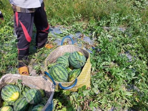 Thu hoạch dưa hấu mỹ Agri USA 666