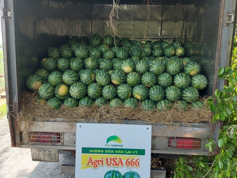Thu hoạch dưa hấu mỹ Agri USA 666