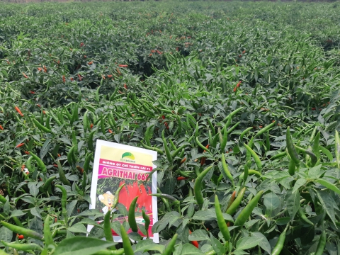 Hội thảo giống ớt chỉ thiên Agri Thai 666 