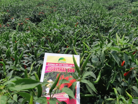 Hội thảo giống ớt chỉ thiên Agri Thai 666 