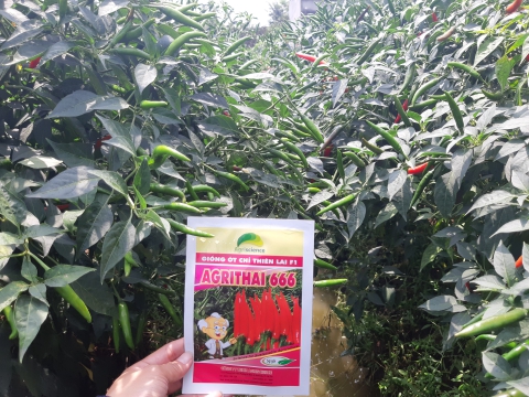 Hội thảo giống ớt chỉ thiên Agri Thai 666 