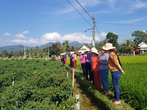 Hội thảo giống ớt chỉ thiên Agri Thai 666 