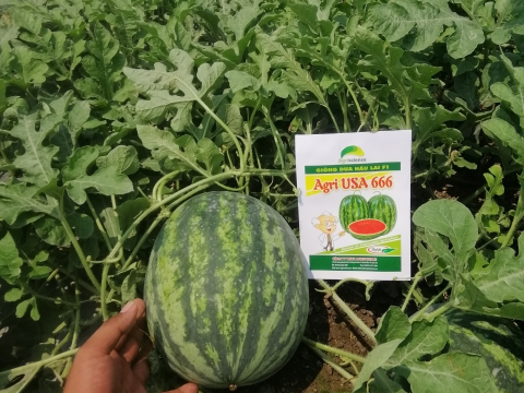 Thu hoạch dưa hấu mỹ Agri USA 666