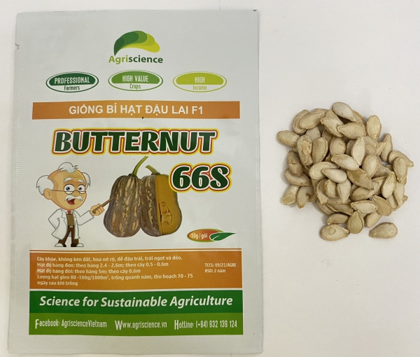 Bí hạt đậu BUTTERNUT 66S