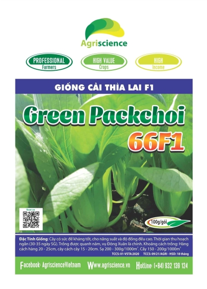 Cải Thìa lai F1 - Green Packchoi 66F1