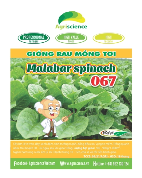Rau Mồng Tơi Malabar Spinach 067